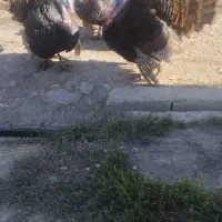 بوقلمون نر اصل محلی|حیوانات مزرعه|مهاباد (آذربایجان غربی), |دیوار