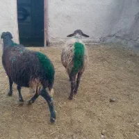 2راس میش آبستن، تخفیف ویژه برای روز مادر