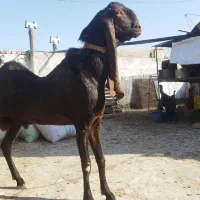 دوعددنربز مری اصیل گوش دراز