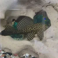 کت فیش لجنخار اسپرت