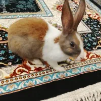 خرگوش خونگی