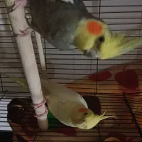 یه جفت عروس هلندی دستی  با قفس