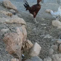 خروس لاری اصل|حیوانات مزرعه|دیواندره, |دیوار