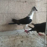 گوره سینه سفید