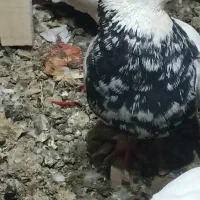 پرنده .کفتر