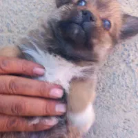 سگ شیتزو شناسنامه دار