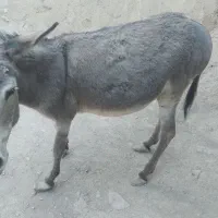 الاغ ماده