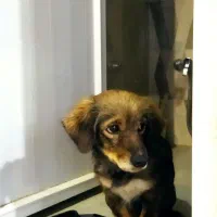 یک سگ پیدا شده|سگ|خمینی‌شهر, |دیوار