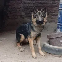 ژرمن شپرد مو بلند|سگ|گوگان, |دیوار