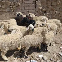 گوسفند مالداری