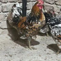 تخم مرغ نطفه دارگلین لری