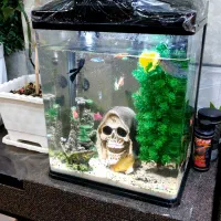 آکواریوم رو میزی شیشه خم