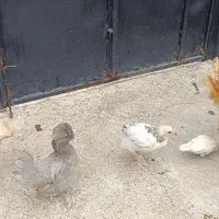 یک خروس نژاد برهماو دو جوجه نیمچه نژاد لهستانی|حیوانات مزرعه|رشت, حومه رشت|دیوار