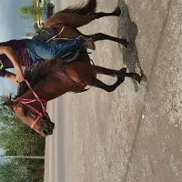 اسب ۴نیم ساله سواری|اسب و تجهیزات اسبسواری|رشت, گلباغ نماز|دیوار
