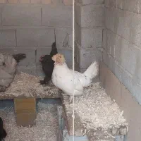 مرغ مرندی ،محلی ، لهستانی|حیوانات مزرعه|صوفیان, |دیوار