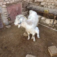 بز زاییده|حیوانات مزرعه|بیرجند, |دیوار