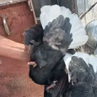 کبوتر نر و ماده دم سفید|پرنده|داراب, |دیوار