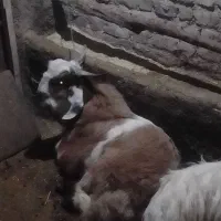 بزغاله|حیوانات مزرعه|جاپلق, |دیوار