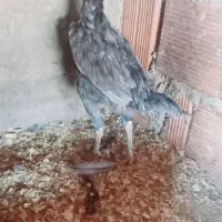 خروس مرغ لاری|حیوانات مزرعه|رامیان, |دیوار