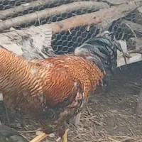 خروس مرغ لاری|حیوانات مزرعه|رشت, لاکان|دیوار