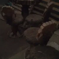 میز غذا خوری|میز و صندلی غذاخوری|خرمآباد, |دیوار