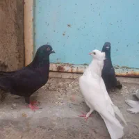 تعدادی کبوتر|پرنده|خورموج, |دیوار