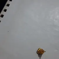 گوشواره اعدد گم شده