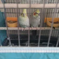 عروس هلندی مولد