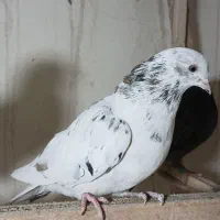 کبوتر غریبگیری|پرنده|کرج, حصارک بالا|دیوار