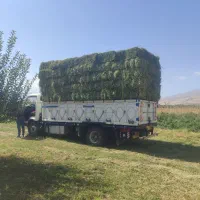 فروش یونجه بسته بندی و خرد شده (داخل گونی)