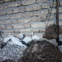 کبوتر طوقی|پرنده|کبودرآهنگ, |دیوار