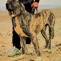 واگذاری سگ بولی افغان نگهبان