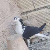 نر سیاه پشت|پرنده|اصفهان, ارغوانیه|دیوار