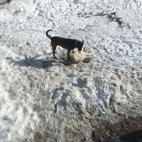 سگ ماده ۲ ساله|سگ|شادیان, |دیوار