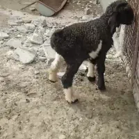 بره تخمی از گله مرتضی احمدی