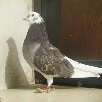 کبوتر پرشی شازده