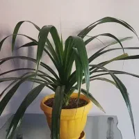فروش فوری گیاه آپارتمانی لوکس و مقاوم