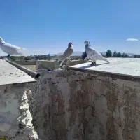 کفتر هوایی کاشمر