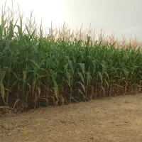 فروش ذرت علوفه ای