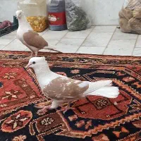 پشت زرد دوبالی پشتار پش|پرنده|تاکستان, |دیوار