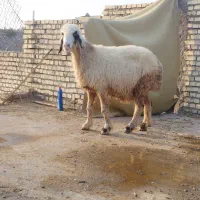 میش|حیوانات مزرعه|شوشتر, |دیوار