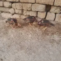 جوجه لاری سالم و سرحال