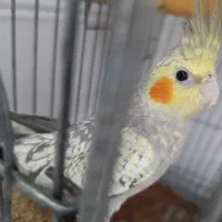 پرنده عروس هلندی رام و دستی سخنگو|پرنده|آمل, |دیوار