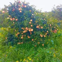 سرایدار هستم وباغبانی به طور کامل بلدم|خدمات باغبانی و درختکاری|چالوس, |دیوار