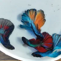 ماهی فایتر
