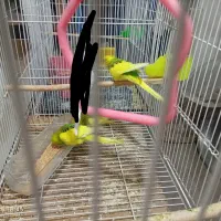 مرغ‌عشق‌دانه‌صد|پرنده|مشهد, شهید علی محمدی|دیوار