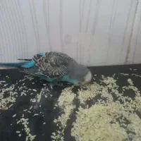 یک عدد مرغ عشق  زیبا