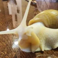 فروش حلزون زنده به شکل تکی وعمده