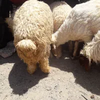 کاور نر و ماده