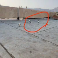 پرنده|پرنده|ایذه, |دیوار